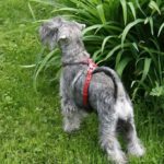 harnais petit chien en cuir sur mesure