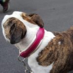 collier cuir Bulldog Anglais