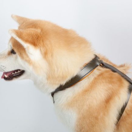 Harnais en H et en 8 - chien éduqué