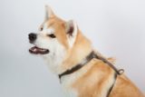 Harnais chien en H - ROVER