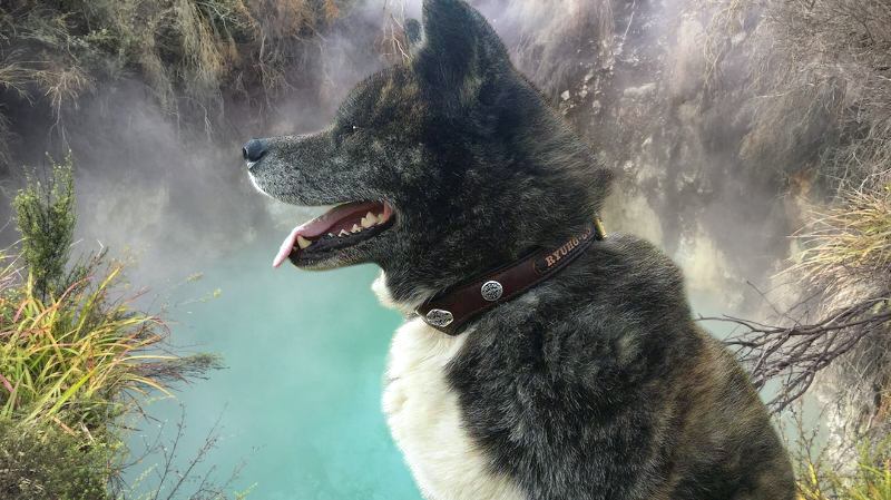 Collier en cuir pour un chien héros akita inu