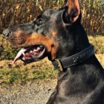 COLLIER EN CUIR TRESSE SUR DOBERMANN