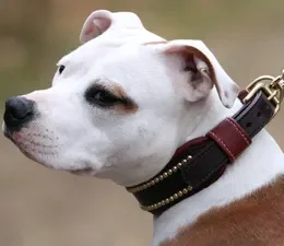 Nos colliers de chien en CUIR CLOUTÉ